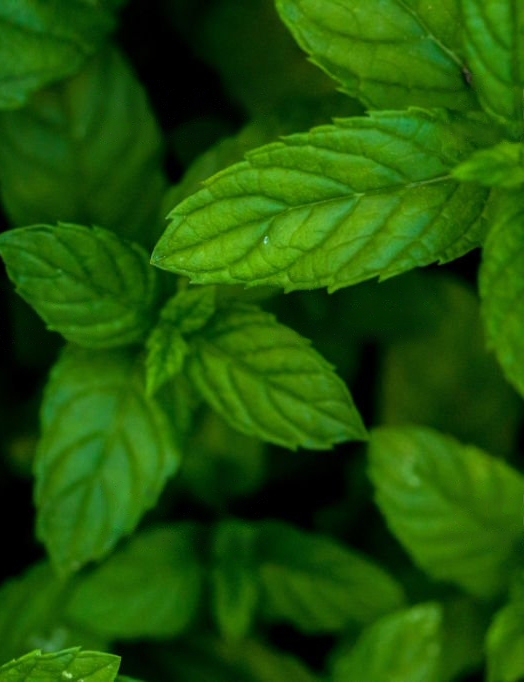 Kuinka pitää minttu tuoreena? 